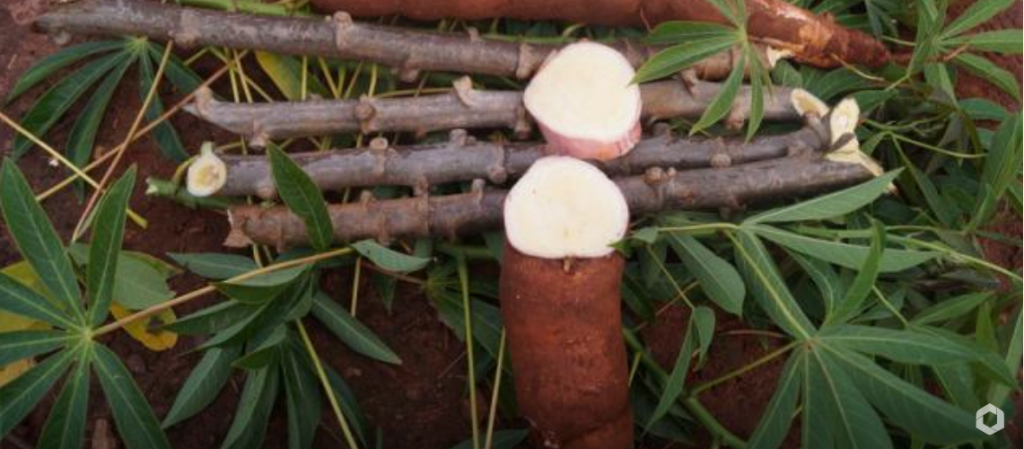 Avaliação de Cultivares de Mandioca é tema do Dia de Campo na Paragonorte