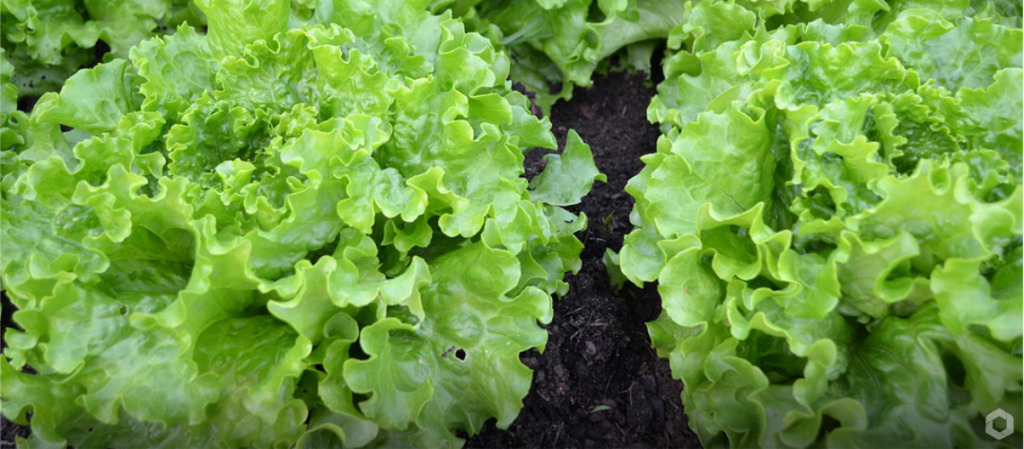 Poder municipal incentiva a criação de cooperativas no âmbito da agricultura familiar