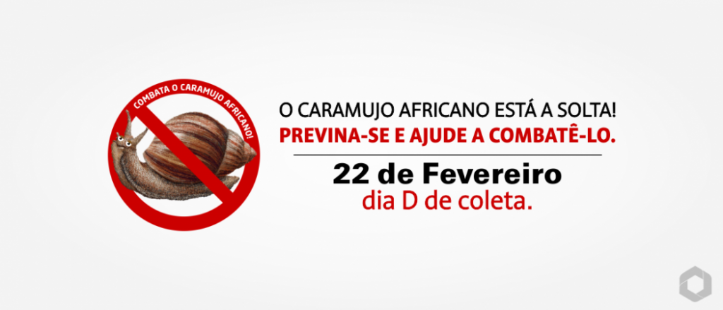 Prefeitura, através da Sems, faz ação de combate ao caramujo africano